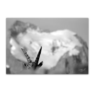 Bouquetin et Barre des Ecrins