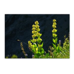 Carte postale "Gentiane jaune"